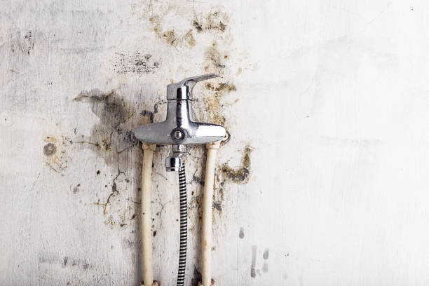 Best Fast Mold Removal  in South Coatesville, PA