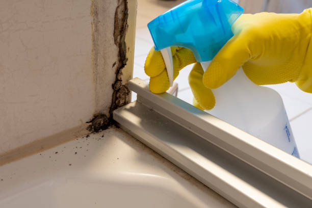 Best Certified Mold Removal  in South Coatesville, PA