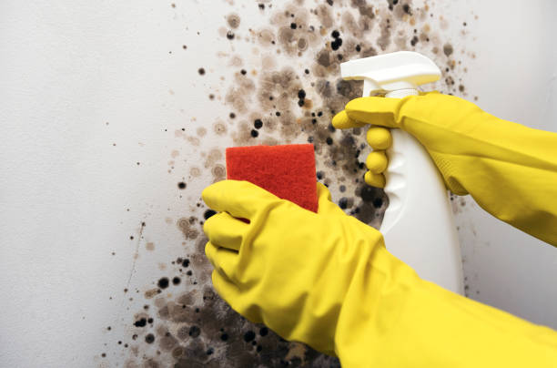 Best Crawl Space Mold Removal  in South Coatesville, PA
