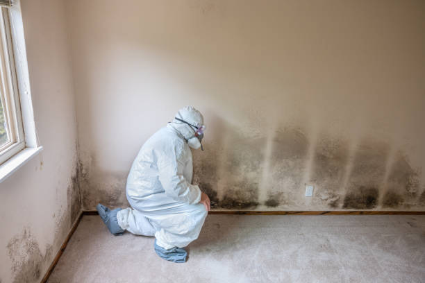 Best Residential Mold Removal  in South Coatesville, PA