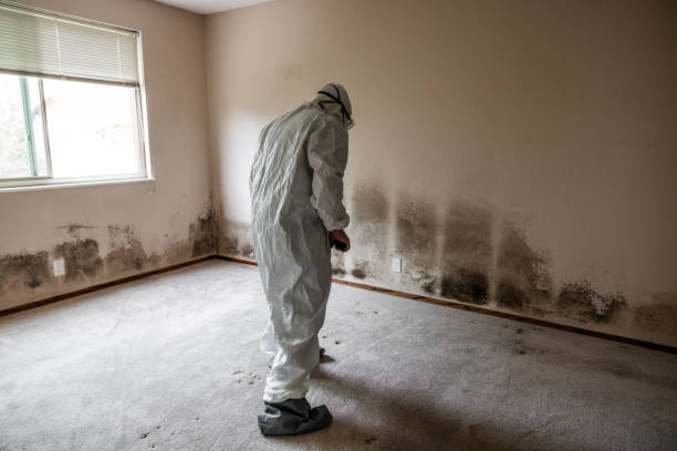 Mold Removal and Inspection in South Coatesville, PA